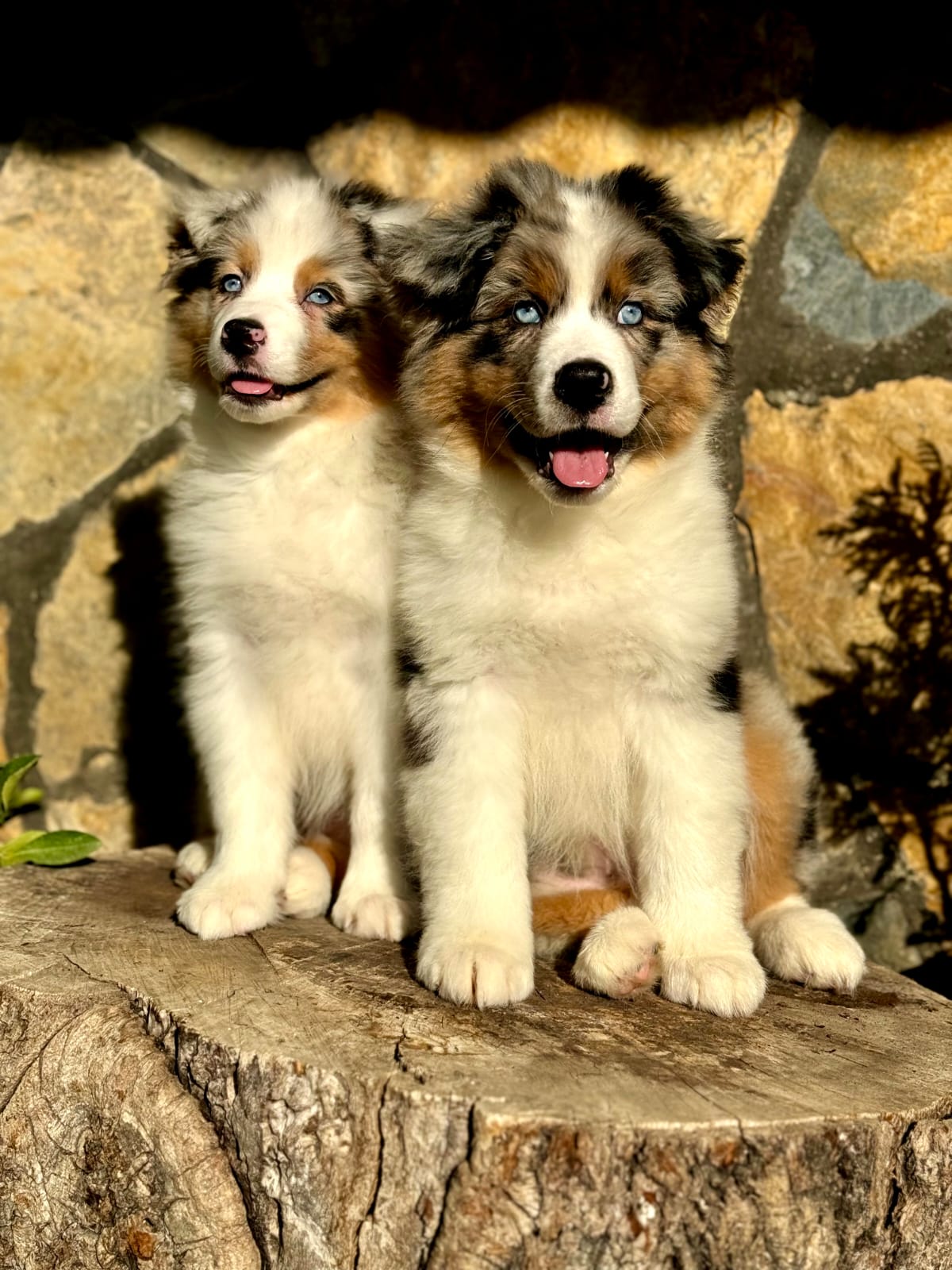 Australian Shepherd Yavruları